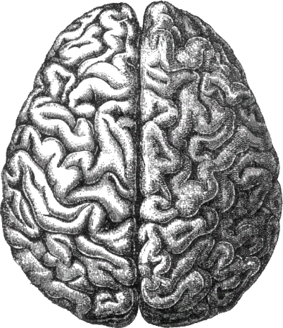 Brain
